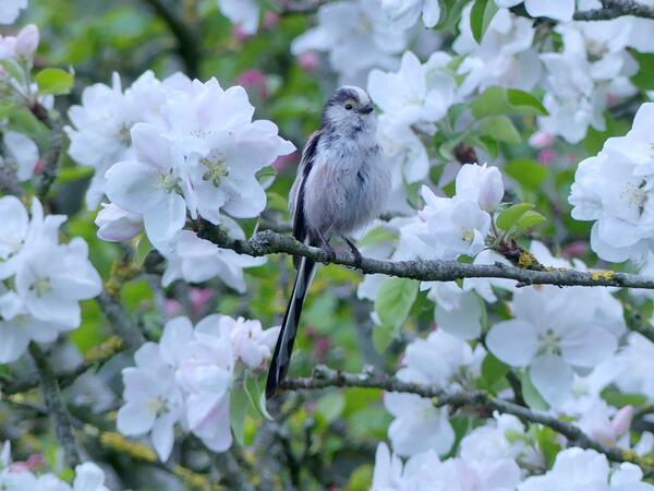 Bild vergr&ouml;&szlig;ern: Apfelbaum mit Schwanzmeise