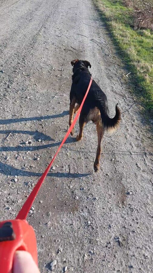 Ein angeleinter Hund