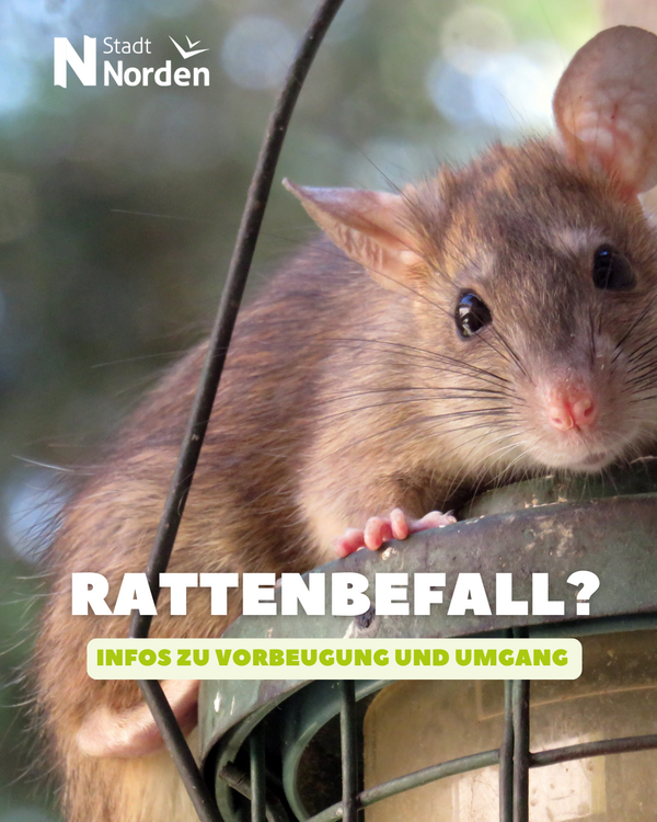 Bild vergr&ouml;&szlig;ern: Eine Ratte sitzt auf einem Futterh�uschen