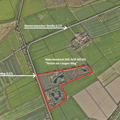 Bild vergr&ouml;&szlig;ern: Naturdenkmal