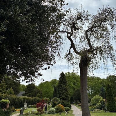 Parkfriedhof